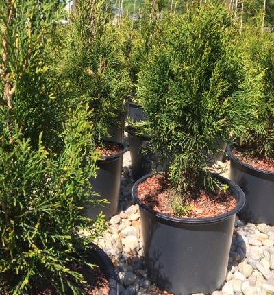 trees | fences | landscaping | shrubs | bushes | evergreens | privacy | windbreak | shade | bamboo | green | Ohio | Columbus | Hilliard | Willow | Delivery | Installation | Plant | Dig | put in | plant